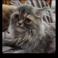 گربه در حیاط فروشی