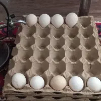 تخم نطفه دار بوقلمون ومرغ