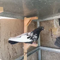 کفتر سینه سیاه|پرنده|شیراز, دشت چنار|دیوار