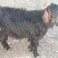 بز و بزغاله|حیوانات مزرعه|کرمانشاه, |دیوار