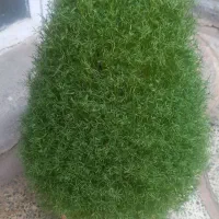 سبزه برای مراسمات|گل و گیاه طبیعی|کوهدشت, |دیوار