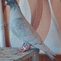 کبوتر هوایی|پرنده|سیدان, |دیوار