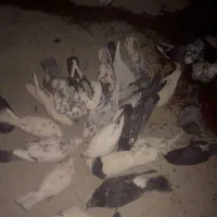 کبوتر|پرنده|قم, هفت تیر|دیوار