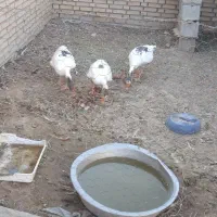 سه عدد غاز و مرغ برای فروش