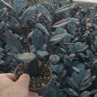 فروش عمده زاموفیلیا بلک|گل و گیاه طبیعی|قائمشهر, |دیوار