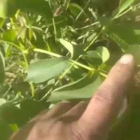 انواع نهال اصلاح شده|خدمات باغبانی و درختکاری|اراک, |دیوار