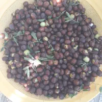عناب تازه|خوردنی و آشامیدنی|مشهد, شهرک شهید باهنر|دیوار