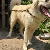 سگ سرابی نژاد قدیم