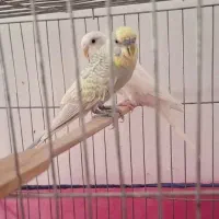 جفت مرغ عشق