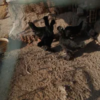 جوجه سلطان ۵ماهه|حیوانات مزرعه|مرند, |دیوار