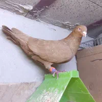 کبوتر رنگی|پرنده|اهواز, شهرک دانشگاه|دیوار