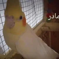 یک جفت عروس هلندی