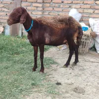 گوسفند داشتی