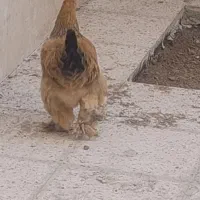 فروش مرغ|پرنده|یزدان شهر, |دیوار