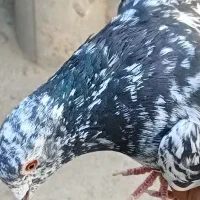 کفتر سار هفرنگ