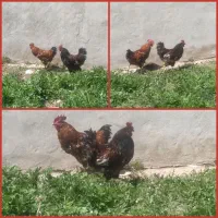 دو تا خروس فروشی