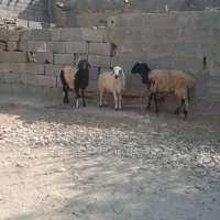 بره نر و ماده