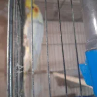 عروس لوتینو نروماده|پرنده|مراغه, |دیوار