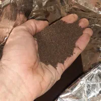 چای کله مورچه ای|خوردنی و آشامیدنی|دلیجان, |دیوار