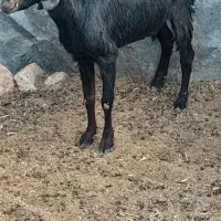 بز می ش بز رومایه|حیوانات مزرعه|مرودشت, ده بید|دیوار