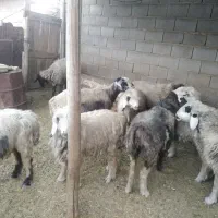 شیشک و میش ترکی|حیوانات مزرعه|شیراز, هفت تنان|دیوار