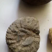 فسیل