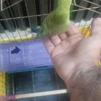 ۲ عدد مرغ عشق فول دستی رام|پرنده|تهران, سنگلج (شاپور)|دیوار