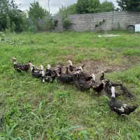 اردک اسرائیلی