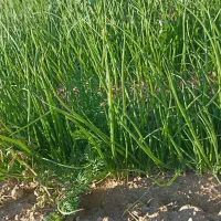 نشا پیاز وکیما زرد و سفید