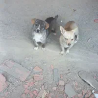 فروش پاکوتاه جک راسل جفت نروماده