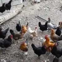 مرغ تازه تخم