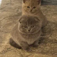 بچه گربه ی دو ماهه