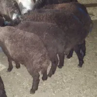 بره پا پروار افشاری