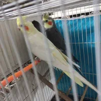 عروس هلندی جفت تمیز درشت جوان