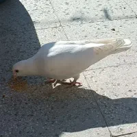 پلاکی سفید نر