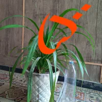 فروش ۳ عدد گلدان با گل سرحال