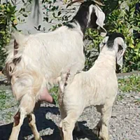 بز کهره افغان پرشیر موقعیت جیرفت قابل ارسال