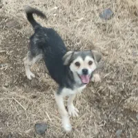 پاکوتاه ماده قیمت ۸۰۰