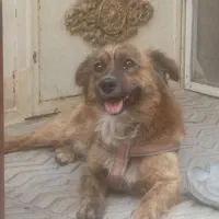 سگ پا کوتاه و زیبا