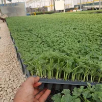 گلخانه تولید نشا در شیراز|خدمات باغبانی و درختکاری|مرودشت, زنگی آباد|دیوار