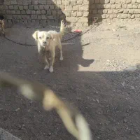 پاپی ماده