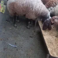 فروشی|حیوانات مزرعه|گرگان, |دیوار