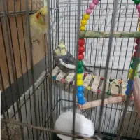 کوکاتیل (عروس هلندی جفت)