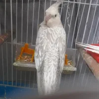 عروس هلندی آلبینو نر|پرنده|تهران, گمرک|دیوار