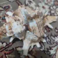 یه کارت ملی به اسم سودابه اسدی پیداشده