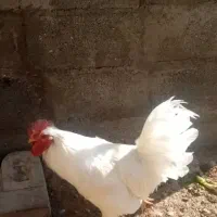 خروس محلی|حیوانات مزرعه|دلیجان, |دیوار