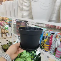 گلدان پاچیرا پلاستیک ژله ای پتوس سانسوریا خاک ورمی|گل و گیاه طبیعی|قم, ولیعصر|دیوار