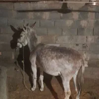 خر جوون برای بار بری