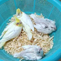 طوطی عروس هلندی سرلاکی یک ماهه فول دستی و رام