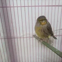 قناری گلاستر